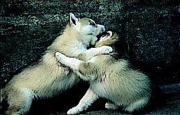 Playfighting between two husky puppies (8 weeks old)