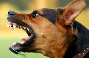 Une image contenant Race de chien, mammifre, chien, animal domestique

Description gnre automatiquement
