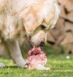 chien mangeant des os charnus